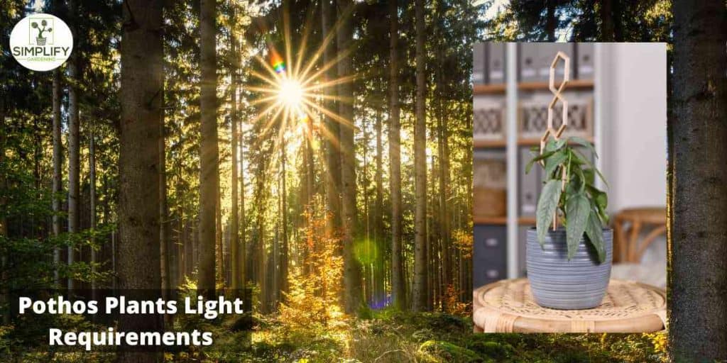 Get Ready to Fall in Love With the Cebu Blue Pothos Simplify