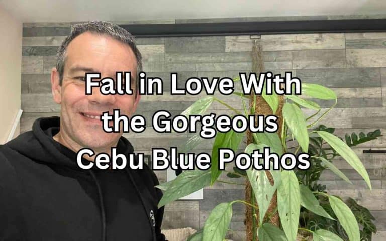 Cebu blue pothos — practical houseplant care guidance from Tony O'Neill at simplifygardening.com
