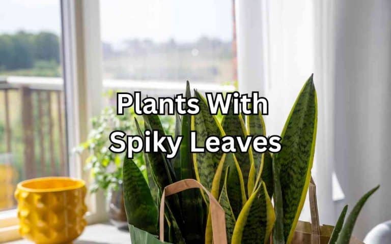 Plants spiky leaves — practical growing guidance from Tony O'Neill at simplifygardening.com