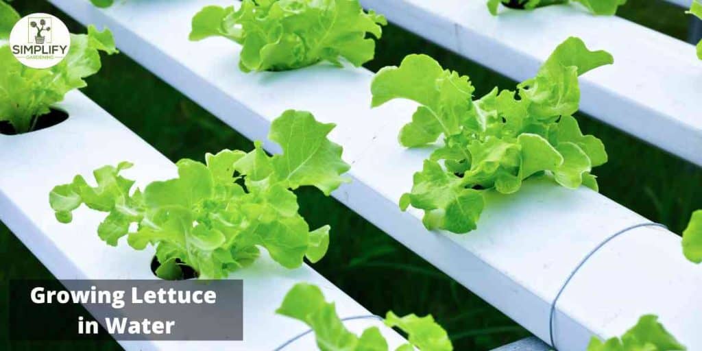 5 Easy Lettuce Varieties You Can Grow in Water Simplify Gardening