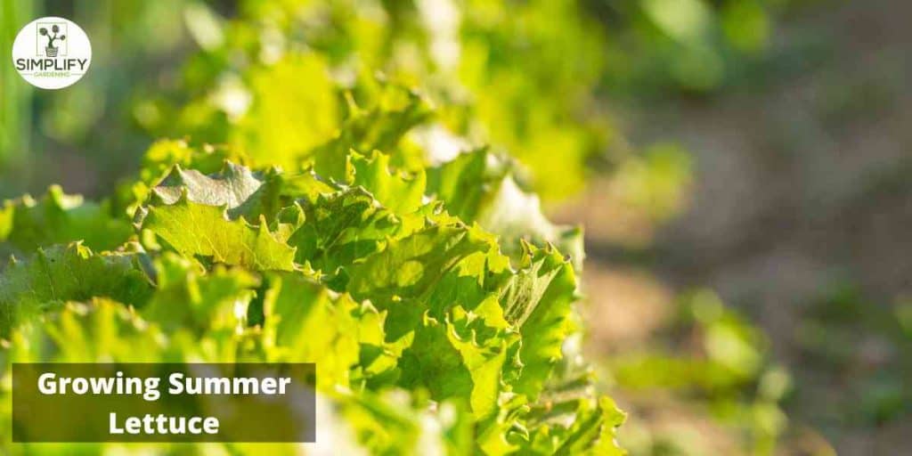 The Best 7 Lettuce Types to Grow During Summer Months Simplify Gardening