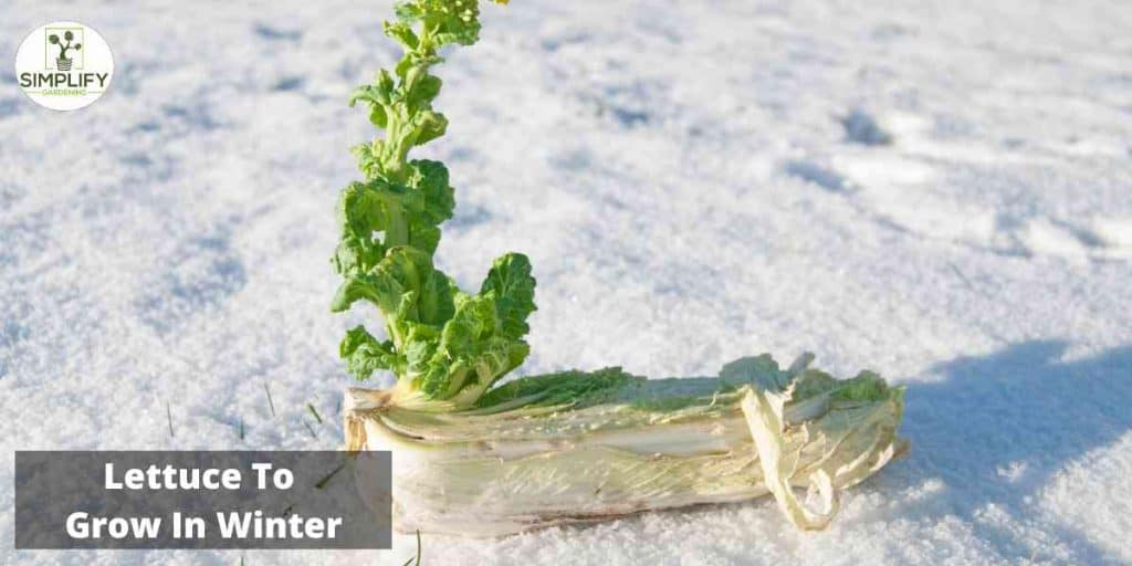The Best Lettuce Varieties to Grow in Winter Simplify Gardening