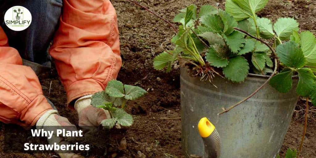 How to Grow Strawberries at Home Simplify Gardening