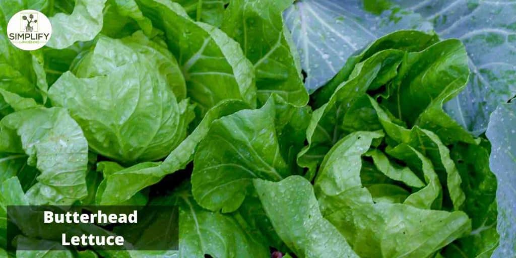 The Best Lettuce Varieties to Grow in Winter Simplify Gardening