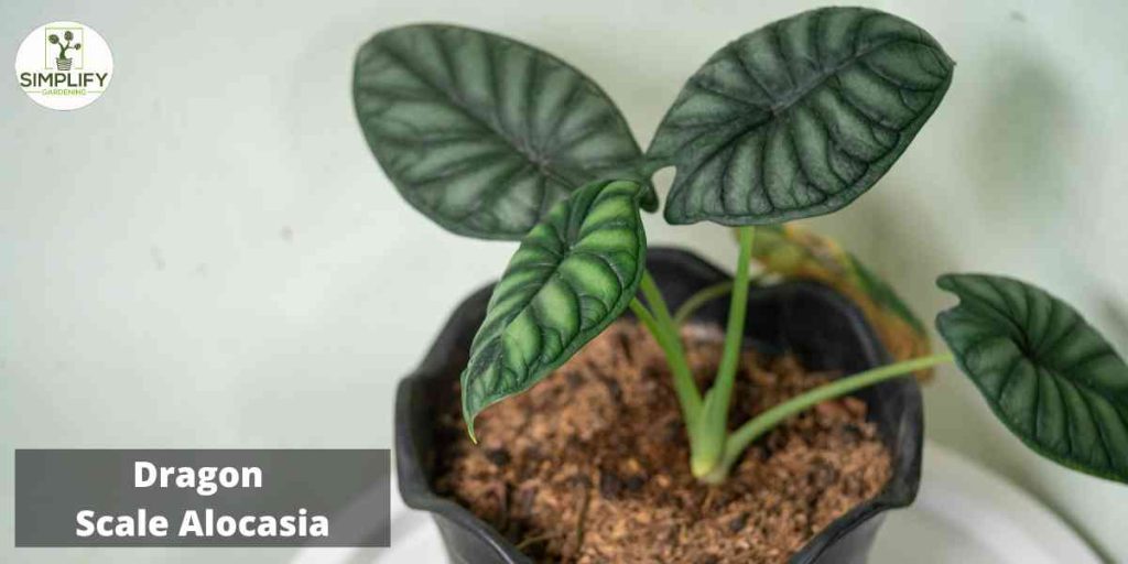 Dragon Scale Alocasia A Unique and Exotic Plant Simplify Gardening
