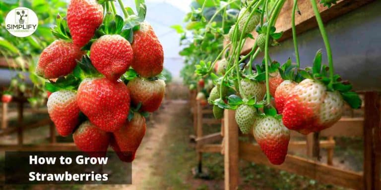 How to Grow Strawberries at Home - Simplify Gardening