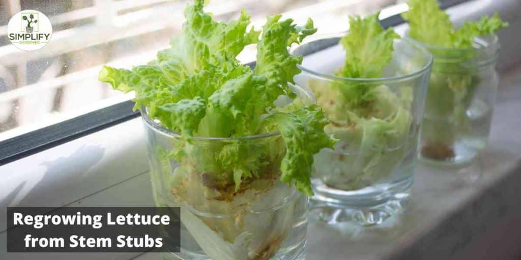 5 Easy Lettuce Varieties You Can Grow in Water Simplify Gardening