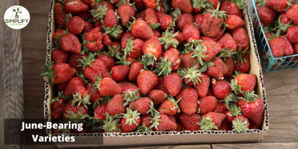 How to Grow Strawberries at Home Simplify Gardening