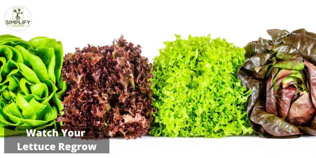 5 Easy Lettuce Varieties You Can Grow in Water Simplify Gardening