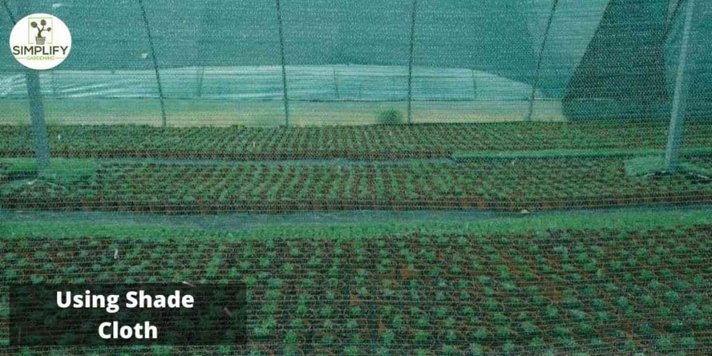 The Best 7 Lettuce Types to Grow During Summer Months Simplify Gardening