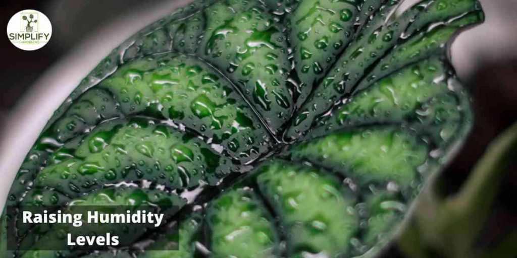 Dragon Scale Alocasia A Unique and Exotic Plant Simplify Gardening