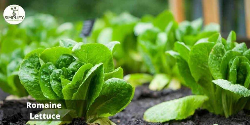 The Best Lettuce Varieties to Grow in Winter - Simplify Gardening