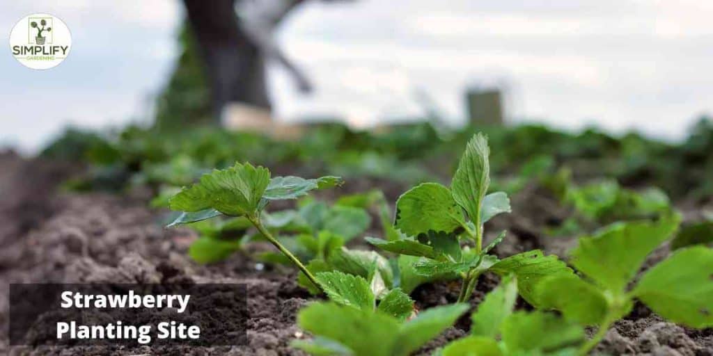 How to Grow Strawberries at Home - Simplify Gardening
