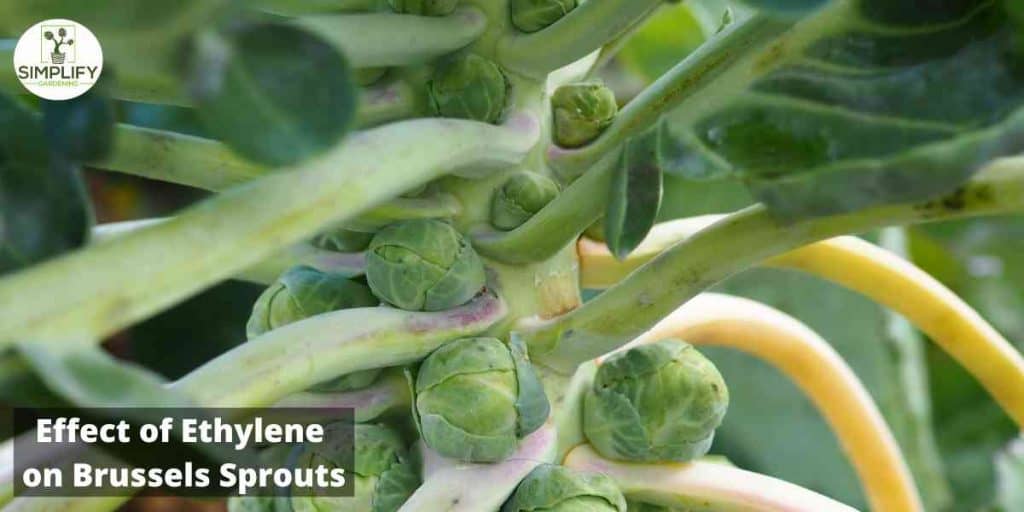 The Ultimate Guide Growing Brussels Sprouts in Any Climate Simplify
