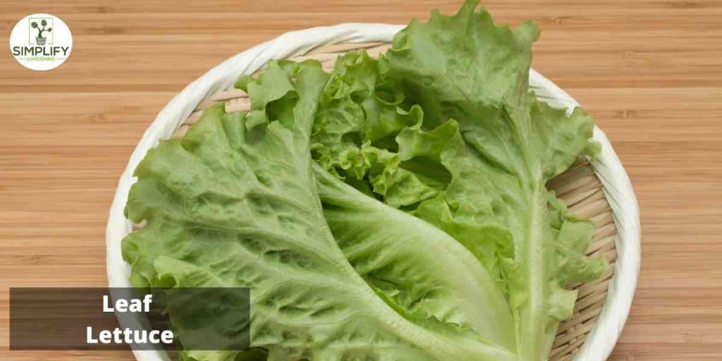 The Best Lettuce Varieties to Grow in Winter - Simplify Gardening