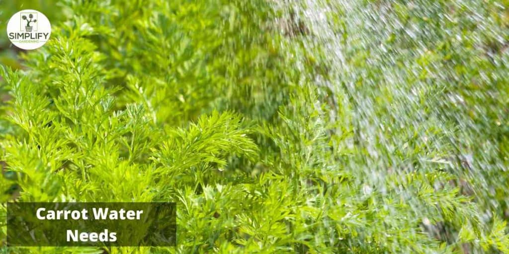 The Ultimate Guide to Growing Carrots in Your Backyard Simplify Gardening