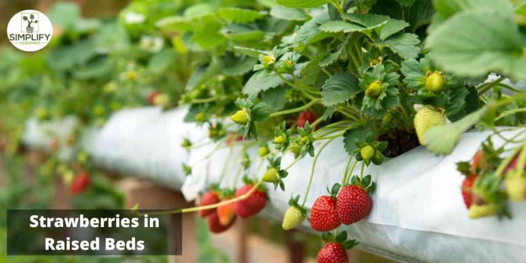 How to Grow Strawberries at Home Simplify Gardening