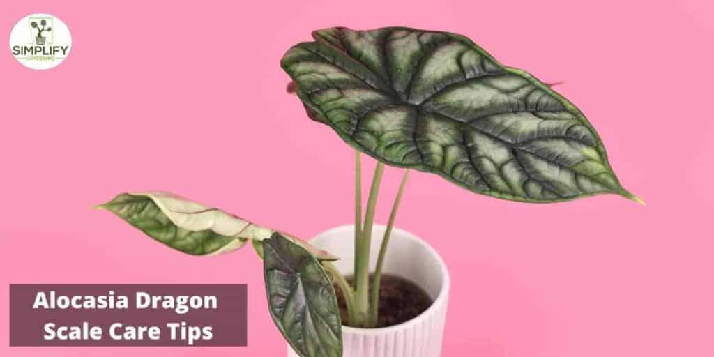 Dragon Scale Alocasia A Unique and Exotic Plant Simplify Gardening