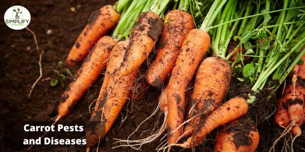 The Ultimate Guide to Growing Carrots in Your Backyard Simplify Gardening