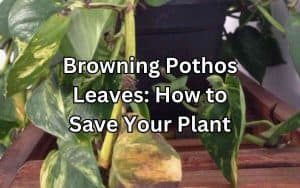A close-up photo of a Pothos plant with leaves that are turning brown, indicating potential health issues. The browning Pothos leaves are visible, showing signs of distress.