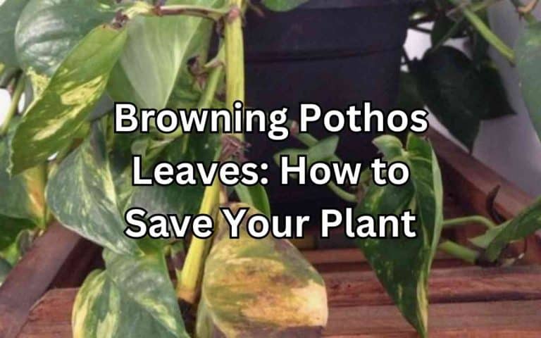Browning pothos leaves — practical houseplant care guidance from Tony O'Neill at simplifygardening.com