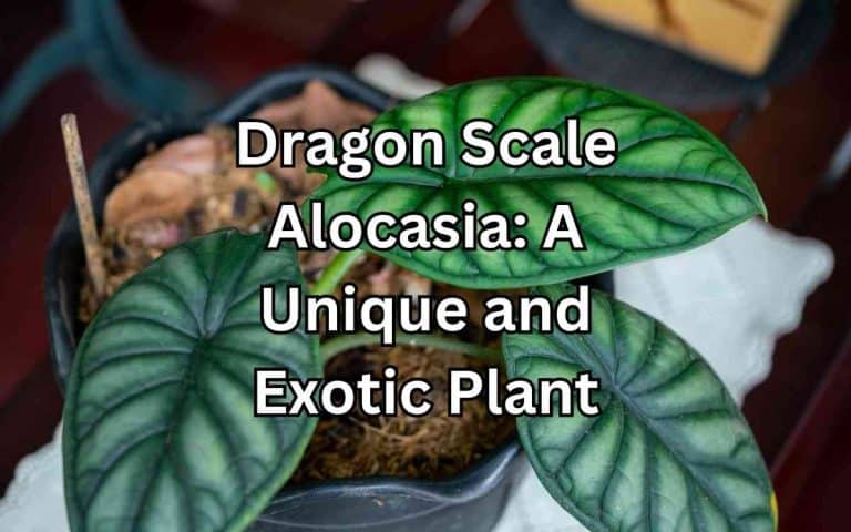 Houseplant showing dragon scale alocasia — growing and care advice at simplifygardening.com