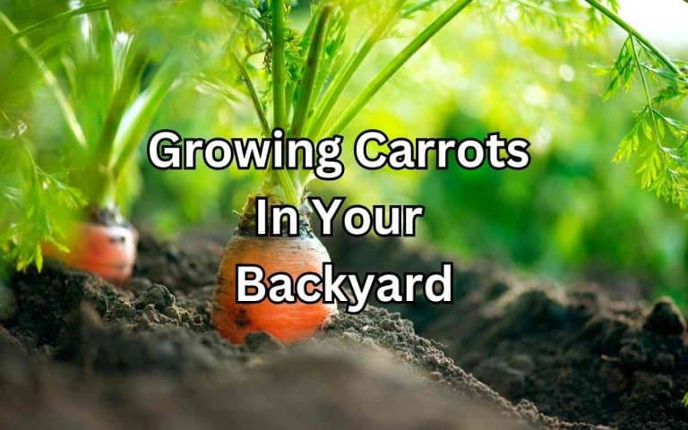 Growing carrots backyard growing in the vegetable garden at the correct stage for care or harvest