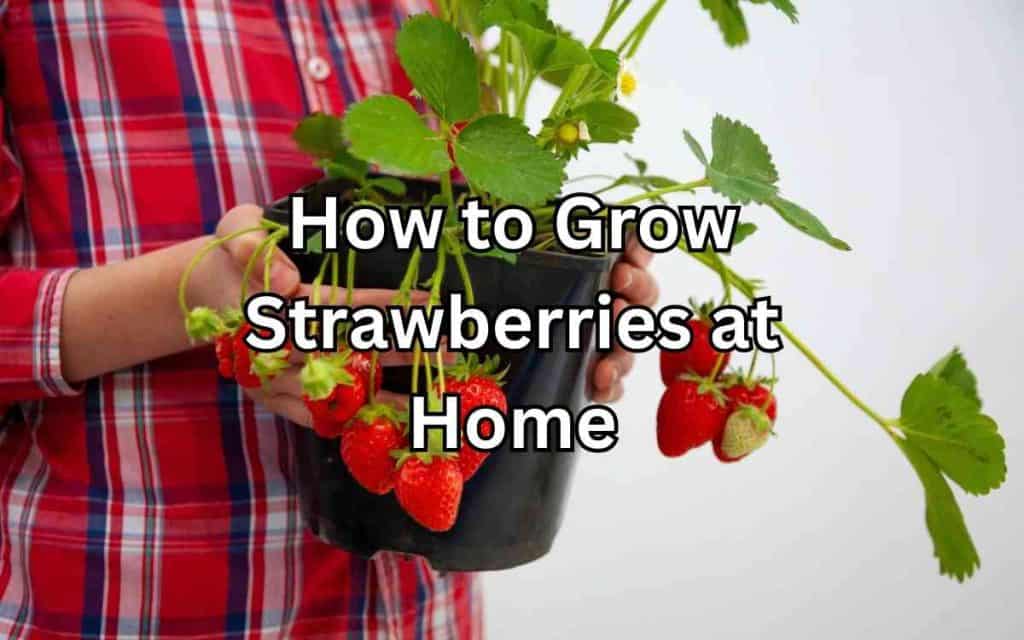 How to Grow Strawberries at Home - Simplify Gardening