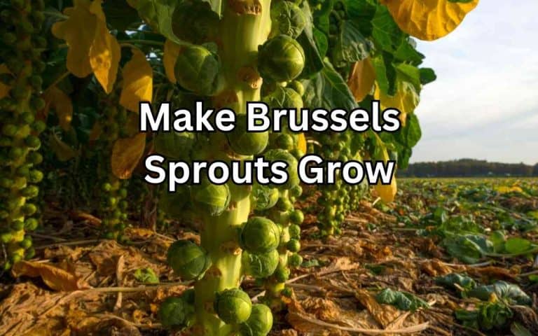 Make brussels sprouts grow — practical growing guidance from Tony O'Neill at simplifygardening.com