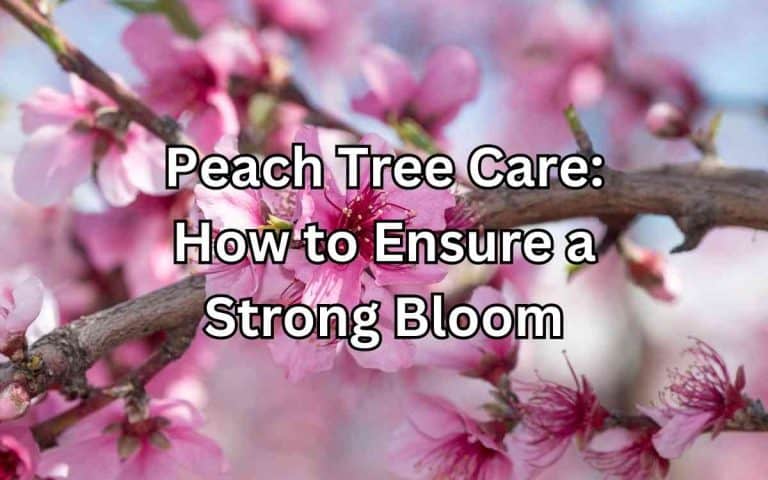 Peach tree care arranged for efficient crop rotation and productive seasonal vegetable growing
