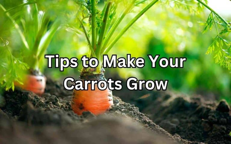 Tips make carrots grow in the kitchen garden — practical vegetable growing from simplifygardening.com