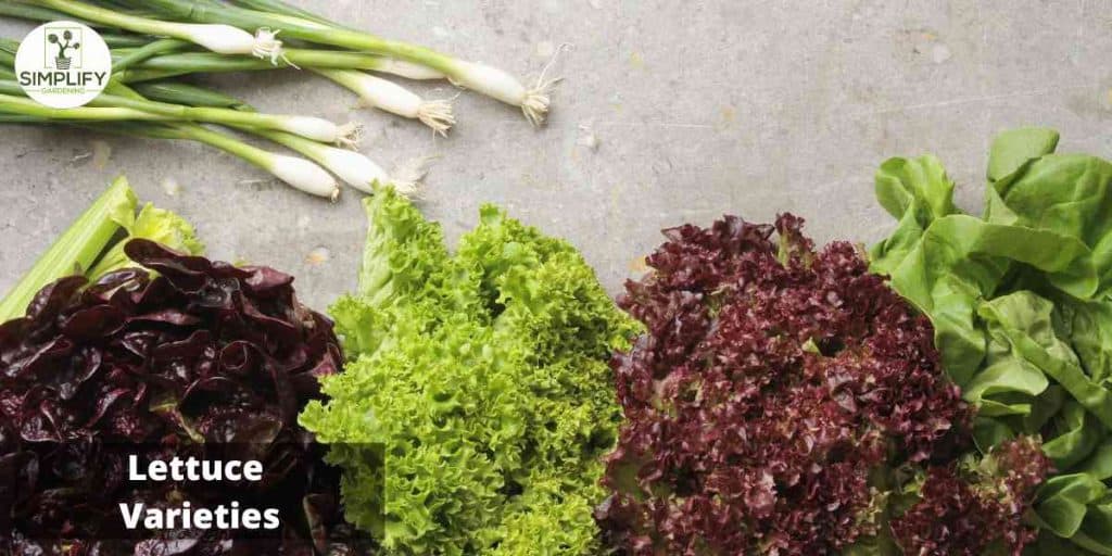 Secrets to Growing Tall and Healthy Lettuce Simplify Gardening
