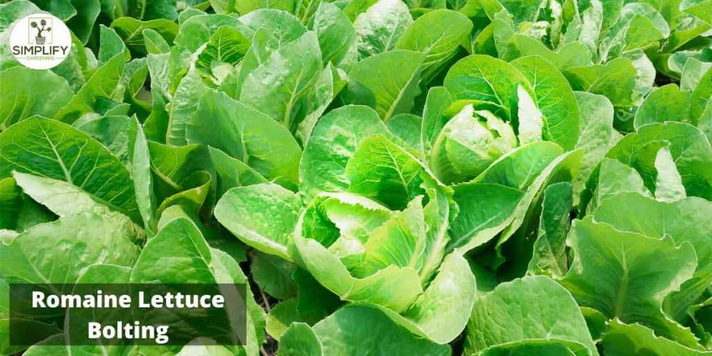 Secrets to Growing Tall and Healthy Lettuce Simplify Gardening