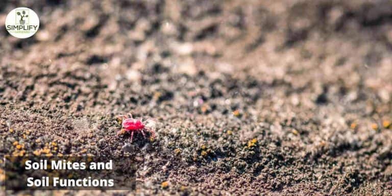 The Top 10 Fascinating Facts About Soil Mites - Simplify Gardening