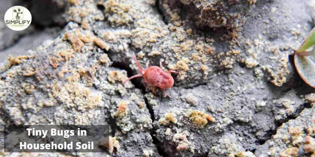 The Top 10 Fascinating Facts About Soil Mites - Simplify Gardening