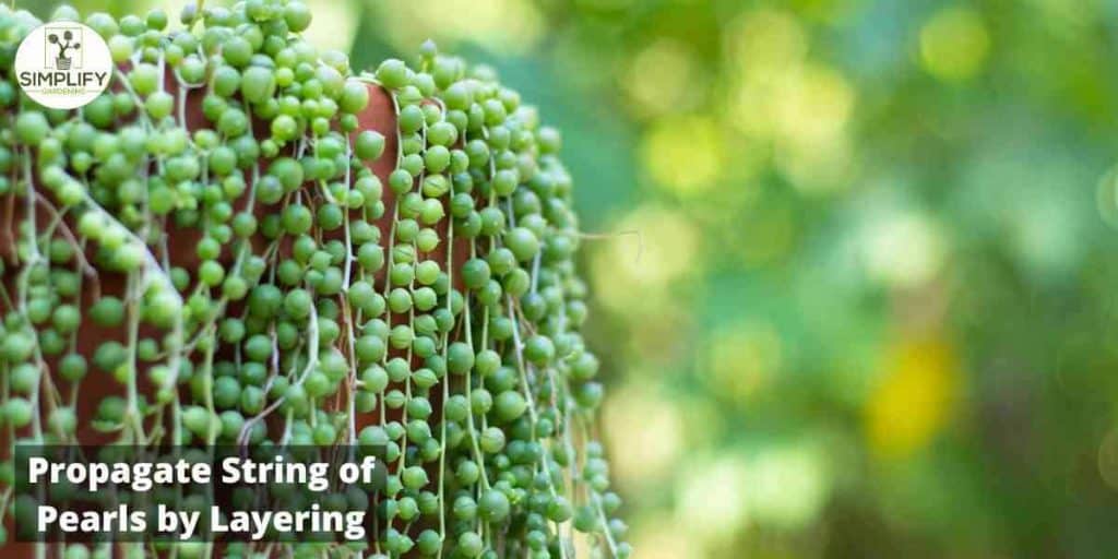 String of Pearls Propagation The Ultimate Guide Simplify Gardening