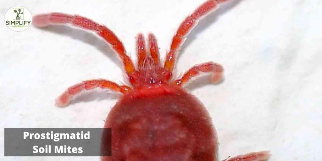 The Top 10 Fascinating Facts About Soil Mites Simplify Gardening