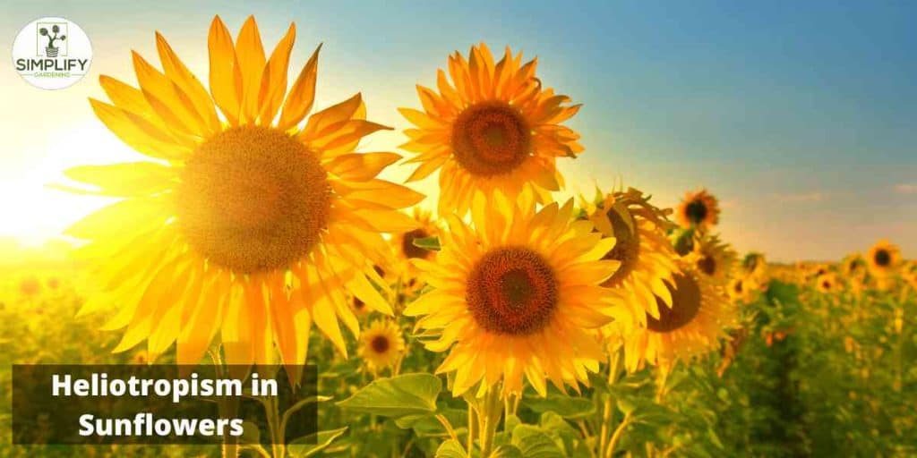 Sunflowers 101 All You Need to Know to Grow Beautiful Blooms Simplify Gardening