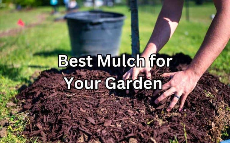 Best mulch garden — healthy soil foundation for vegetable growing at simplifygardening.com