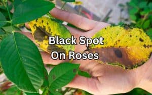 Close-up photo of a rose leaf with yellowing areas and black spots, indicating a case of black spots on roses.