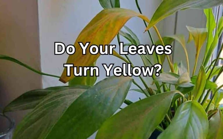 Leaves turn yellow covered in Tony O'Neill's Simplify Gardening at simplifygardening.com