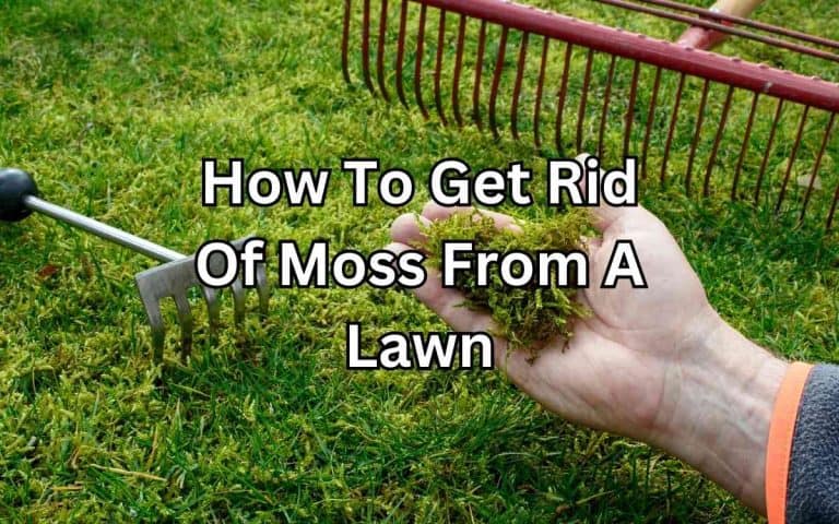 Rid moss lawn showing a well-managed vegetable growing space for maximum seasonal yield