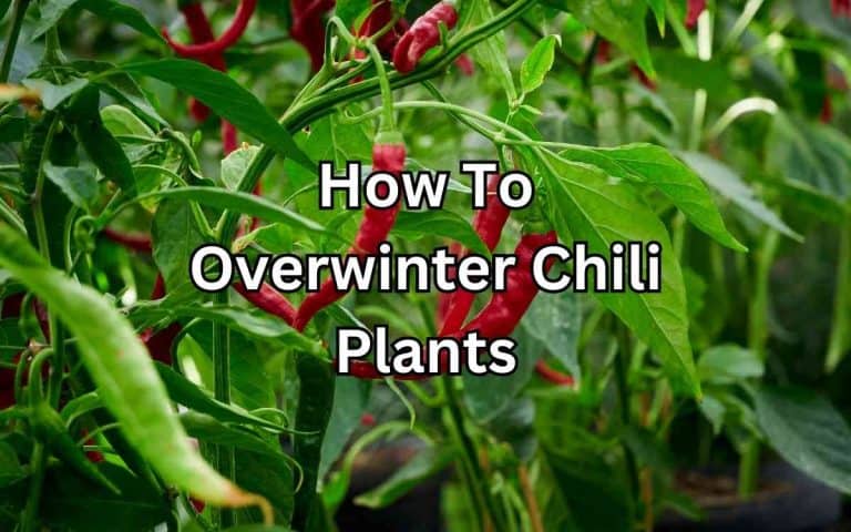 Overwinter chili plants covered in Tony O'Neill's Simplify Gardening at simplifygardening.com