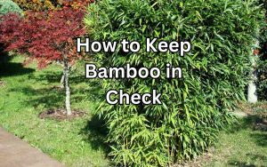 How to Keep Bamboo in Check and Enjoy Its Beauty