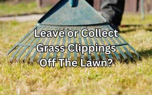 A large rake removing grass clippings from a lawn, as the question "Leave or Collect Grass Clippings Off The Lawn?" is pondered.