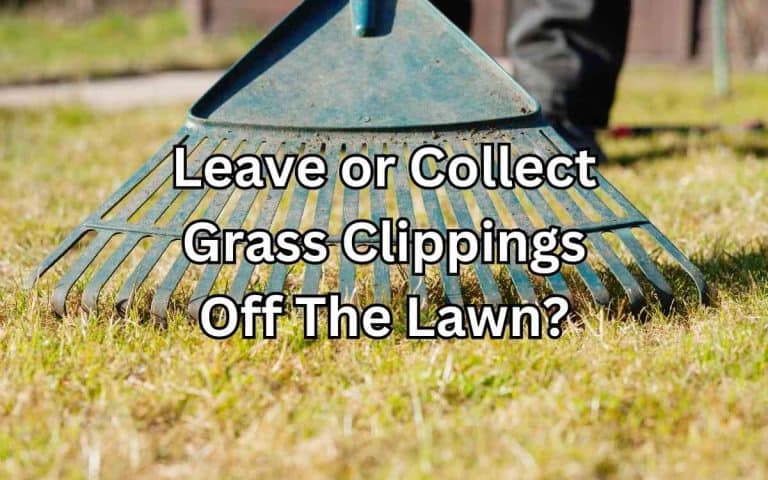 Leave collect grass clippings off lawn showing a well-managed vegetable growing space for maximum seasonal yield