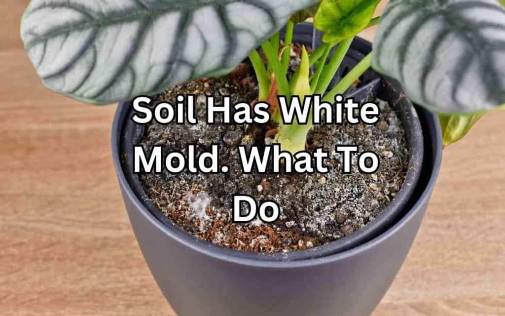 Soil Has White Mold: Tips for Growing Beautiful Houseplants - Simplify  Gardening