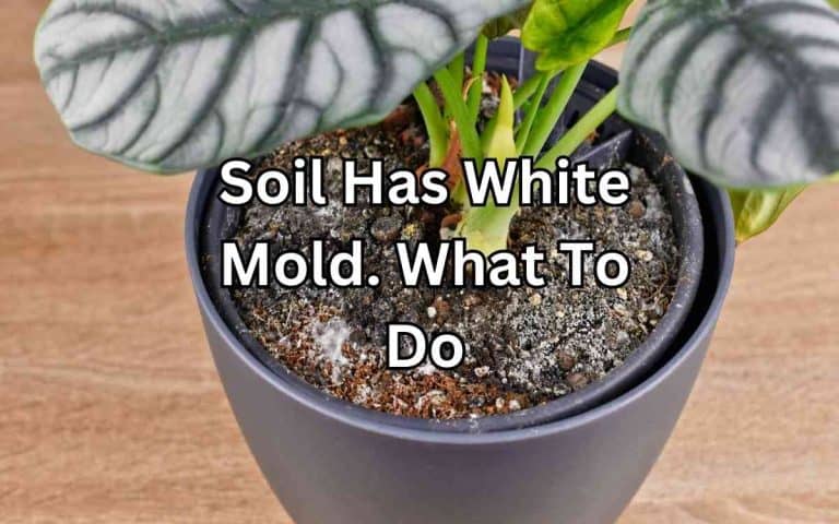 Vegetable plant showing soil white mold — pest and disease guidance from Tony O'Neill