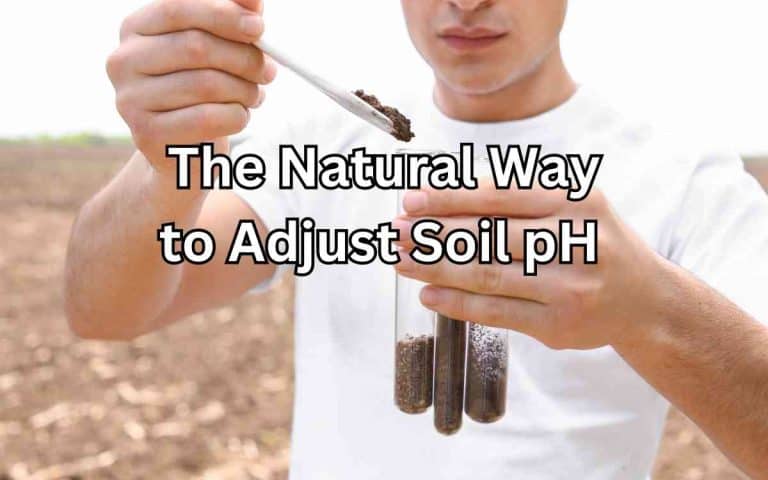 Garden soil showing natural way adjust soil ph — soil preparation guide at simplifygardening.com