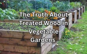A raised garden bed made of treated wood, providing a convenient and accessible space for growing vegetables. Learn about "The Truth About Treated Wood in Vegetable Gardens" for important information.